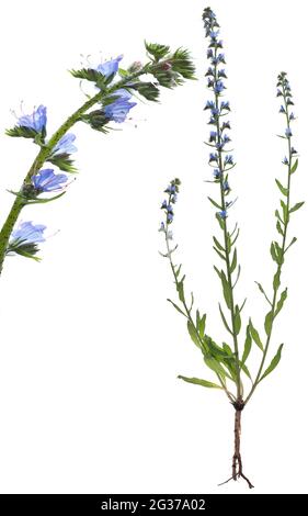 Viper's bugloss (Echium vulgare) su terreno bianco, studio fotografico, Germania Foto Stock