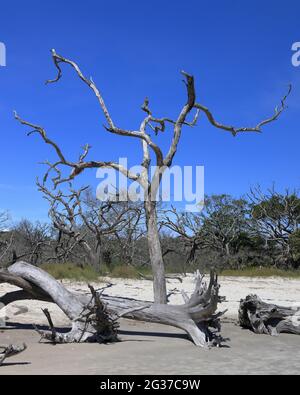 Alberi morti e alberi caduti su una spiaggia di sabbia Foto Stock