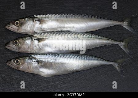 Tre sgombri (Scomber scombrus), Germania Foto Stock