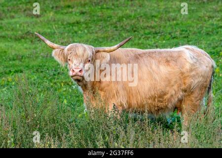 Bestiame delle Highlands scozzesi, bestiame delle Highland o Kyloe (Bos primigenius F. taurus), mucca bianca su un pascolo, Assia, Germania Foto Stock