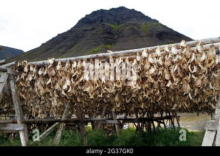 Rastrelliera di legno con teste di pesce, pesci secchi, pesci sospesi a secco su scaffale di legno, Flateyri, Vestfiroir, Westfjords, Islanda nord-occidentale, Islanda Foto Stock