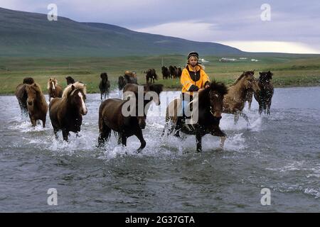 Cavalli islandesi (Equus ferus caballus) con cavalieri che attraversano il fiume, mandria, guado, giro in bicicletta, Vesturadalur, Islanda del Nord, Islanda Foto Stock