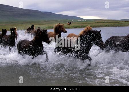 Cavalli islandesi (Equus ferus caballus) che attraversano il fiume, mandria, guado, escursione a cavallo, Vesturadalur, Islanda del Nord, Islanda Foto Stock