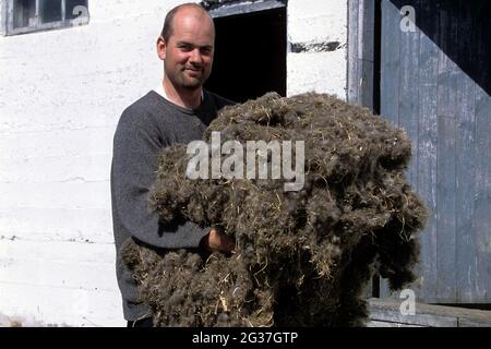 Allevatori comuni (Somateria mollissima) uomo con l'eder duck down, produzione in giù, fattoria, cascina, Vigur, Vestfiroir, Westfjords, Islanda nordoccidentale Foto Stock