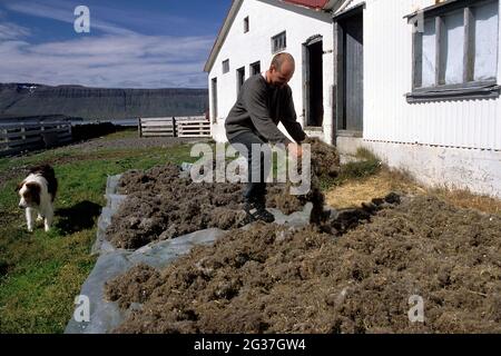 Gli allevatori comuni (Somateria mollisima) sono sparsi a secco, l'uomo si trasforma in giù, produzione in giù, fattoria, fattoria, Vigur, Vestfiroir, Westfjords Foto Stock