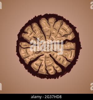 Pezzo di legno isolato marrone su sfondo sfumato. Semplice e tagliato in mezzo log dalla foresta. Materiale di albero di foresta con crepe e toni di terra. Illustrazione Vettoriale