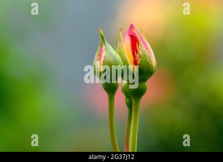 Due boccioli parzialmente aperti di una cespuglio di rose standard che mostrano petali di colore rosso e giallo. Ironicamente, una volta aperta, questa particolare varietà è arancione Foto Stock