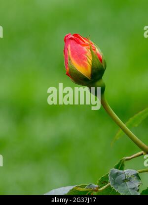 Un germoglio parzialmente aperto di un cespuglio di Rosa standard che mostra sia petali rossi che gialli. Ironicamente, una volta aperta, questa particolare varietà è arancione Foto Stock