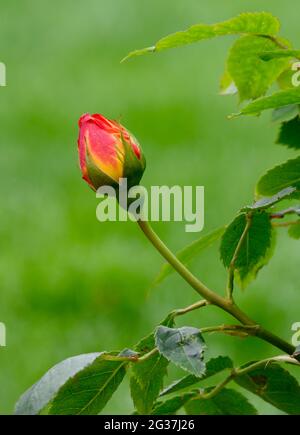 Un germoglio parzialmente aperto di un cespuglio di Rosa standard che mostra sia petali rossi che gialli. Ironicamente, una volta aperta, questa particolare varietà è arancione Foto Stock