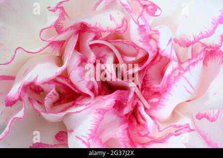 Primo piano dei petali di un garofano rosa e bianco. L'effetto è simile ai vortici del gelato a ripple di lamponi. Foto Stock