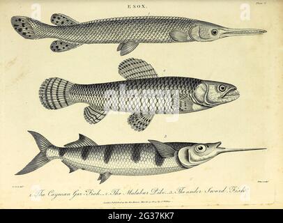 Esox - 1. Il pesce gatto Cayman 2.The Malabar Pike 3. L'incisione sotto spada su Copperplate dell'Enciclopedia Londinensis OR, dizionario universale delle arti, delle scienze e della letteratura; Volume VII; a cura di Wilkes, Giovanni. Pubblicato a Londra nel 1810 Foto Stock