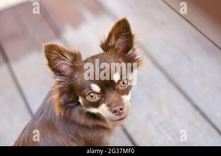 Ritratto di cute chihuahua long hair cioccolato fissando intentemente alla macchina fotografica Foto Stock