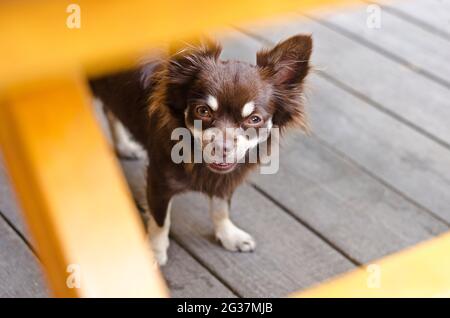 Chihuahua al cioccolato sorridente, in piedi sotto il tavolo di legno e guardando la macchina fotografica Foto Stock