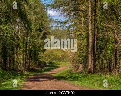 Percorso che conduce alle antiche opere di terra a Haywood Woods, Devon, Inghilterra. Foto Stock