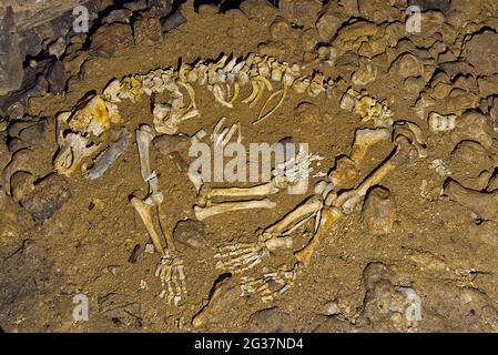 Ossa di uno scheletro di orso caverna. Scheletro di orso della grotta. Ursus spelaeus. Foto Stock
