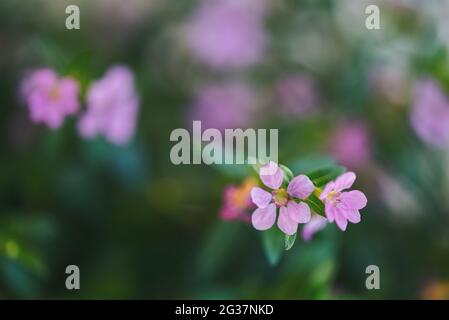 sfondo verde naturale con fiori viola, primo piano di cufea hysssoppifolia Foto Stock