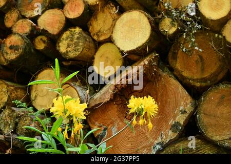 Giallo Azalea'Rhododendron luteum' in un legno ben gestito nel Wiltshire, profumato giallo brillante, fiori a forma di imbuto contro un mucchio di timpano misto Foto Stock