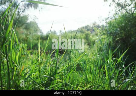 Erba verde al mattino Foto Stock