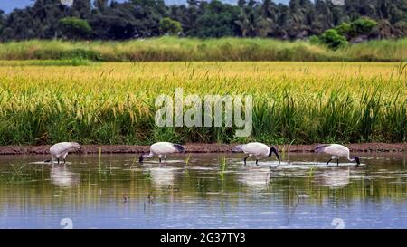 Bellissimo uccello bianco, Threskiornis melanocephalus o Oriental White ibis, bianco indiano ibis in acqua alla ricerca di cibo. Foto Stock