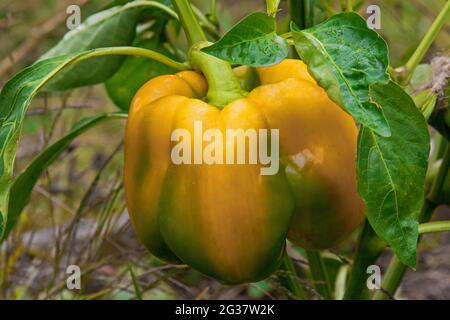 Pepe dolce (Capsicum annuum) che cresce in un giardino di cortile casa in Pennsylvania. Foto Stock