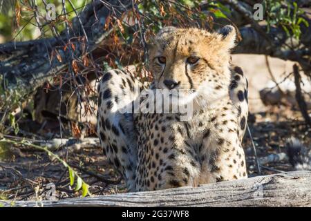 Un giovane e carino ghepardo (Achinonyx jubatus) giovane cucciolo giace nell'erba del Parco Nazionale Kruger, Sudafrica Foto Stock