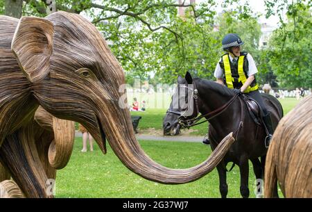 Il cavallo di polizia Ursula esamina da vicino le sculture della coesistenza, una mostra di arte ambientale che presenta 100 elefanti asiatici di dimensioni vive, a Green Park, Londra, mentre il caldo continua con i previsori che avvertono del rischio di docce tuose verso la fine della settimana. Foto Stock