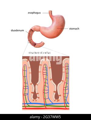 stomaco umano, dettagli anatomici, illustrazione di uno stomaco umano,2d , illustrazione Foto Stock