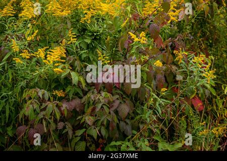 Wild Meadow in autunno con goldenrod e blackberry che crescono nelle Pocono Mountains della Pennsylvania Foto Stock