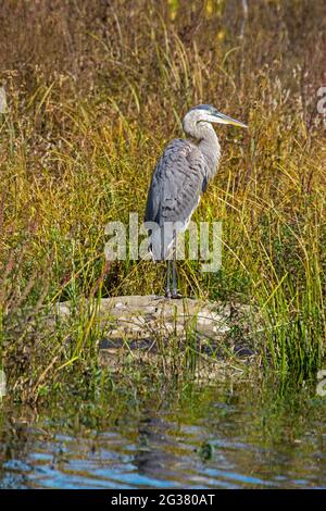 Great Blue Heron riposa lungo la costa di un lago nelle Pocono Mountains della Pennsylvania Foto Stock