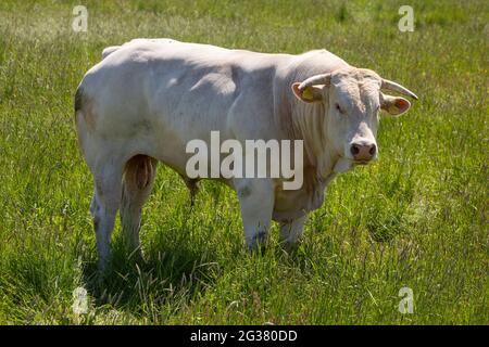 toro cornato bianco in erba lunga di prato in estate Foto Stock