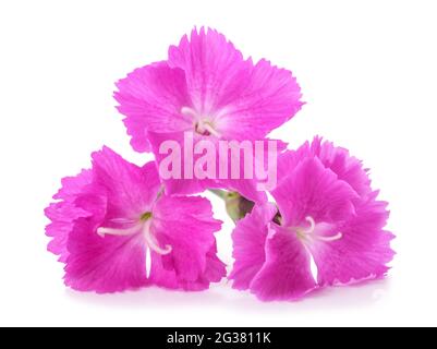 Dianthus Carthusian Rosa isolato su sfondo bianco Foto Stock