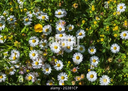 Bellissimi fiori Daisy su un prato estivo Foto Stock