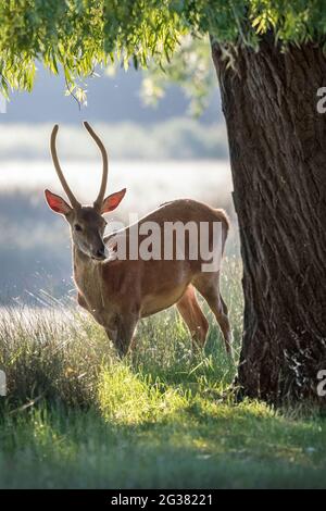 Il giovane cervo si addera intorno all'albero con il sole del mattino illuminato alla schiena Foto Stock
