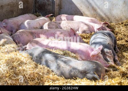 Molti maiali neri e rosa giacciono l'uno accanto all'altro e dormono in fieno pulito in una penna Foto Stock