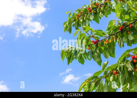 Rami di ciliegio con bacche maturanti contro un cielo blu. Frutta e bacche vitaminiche estive. Spazio di copia. Foto Stock