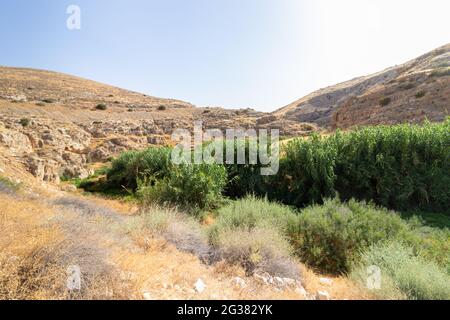 Canne e un ruscello sullo sfondo dei deserti di Wadi Kelt all'interno dei quali scorre il torrente Prat Foto Stock