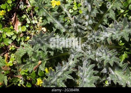 Foglie rotonde crescenti di un giovane tistolo in primavera Foto Stock