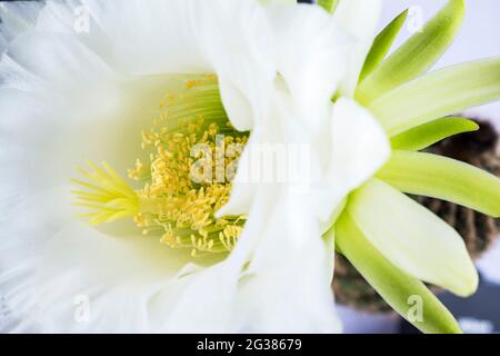 Echinopsis spachiana fiore Foto Stock