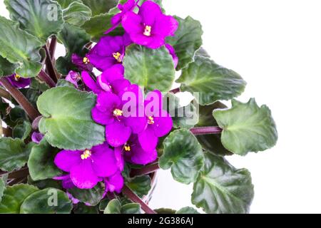 Viola odorata fiori isolati su bianco Foto Stock