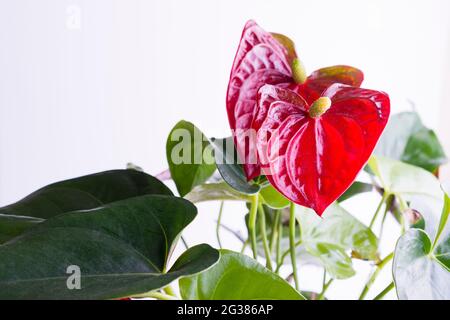 Rosso Anthurium Flamingo Fiore isolato su sfondo bianco. Anthurium è un genere di circa 1000 specie di piante da fiore, il più grande genere del genere Foto Stock