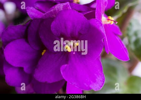 Viola odorata fiori isolati su bianco Foto Stock
