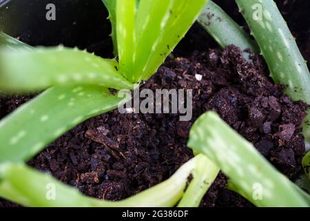 Small aloe vera seedlings in a pot. Aloe vera is a succulent plant species of the genus Aloe. An evergreen perennial, it originates from the Arabian P Foto Stock