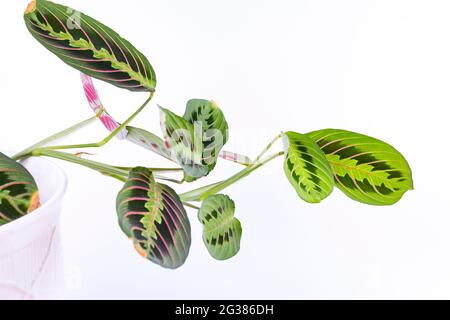 Maranta leuconeura var. Erythroneura in vaso di fiori isolato su sfondo bianco. Maranta leuconeura, nota anche come pianta di preghiera, è una specie di fiore Foto Stock