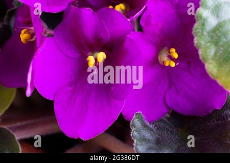 Viola odorata è una specie di violetta, genere Viola. È originaria dell'Europa e dell'Asia. È comunemente noto come Sweet Violet, English Violet, Common Viol Foto Stock