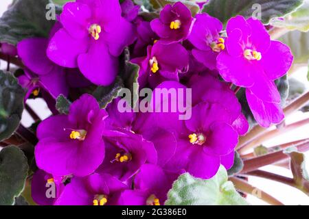 Viola odorata è una specie di violetta, genere Viola. È originaria dell'Europa e dell'Asia. È comunemente noto come Sweet Violet, English Violet, Common Viol Foto Stock