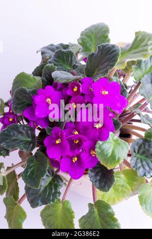 Viola odorata è una specie di violetta, genere Viola. È originaria dell'Europa e dell'Asia. È comunemente noto come Sweet Violet, English Violet, Common Viol Foto Stock