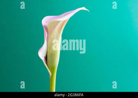 Zantedeschia aethiopica, comunemente conosciuta come giglio di calla e giglio di arum, è una specie di pianta fiorente della famiglia Araceae, originaria dell'Africa meridionale Foto Stock