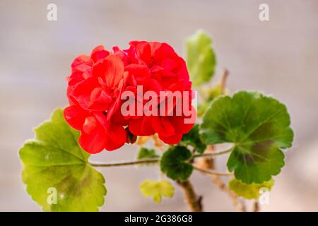 Giardino Geranium Fiore. Pelargonium è un genere di piante da fiore che comprende circa 280 specie di perenni, succulenti e arbusti, comunemente kN Foto Stock