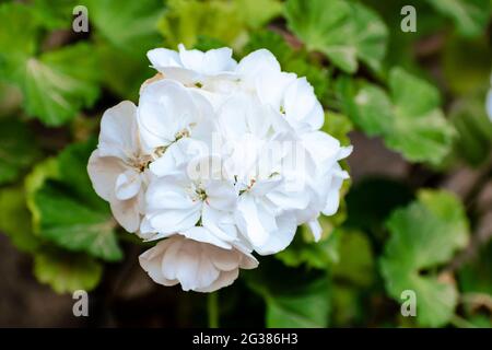 Giardino Geranium Fiore. Pelargonium è un genere di piante da fiore che comprende circa 280 specie di perenni, succulenti e arbusti, comunemente kN Foto Stock