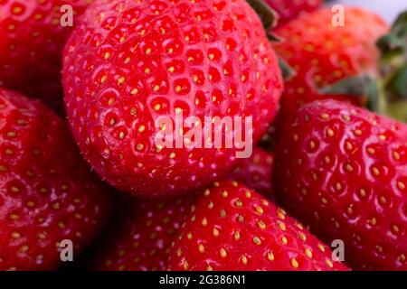 Fragola rossa fresca. Fragaria genere di piante da fiore della famiglia delle rose, Rosaceae, comunemente noto come fragole per i loro frutti commestibili. Là un Foto Stock